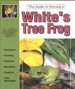 The Guide to Owning White's Tree Frog